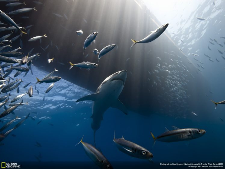 shark, Fish, Underwater, Sunlight, Ocean HD Wallpaper Desktop Background