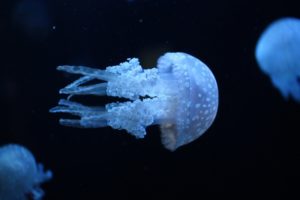 blue, Ocean, Jellyfish