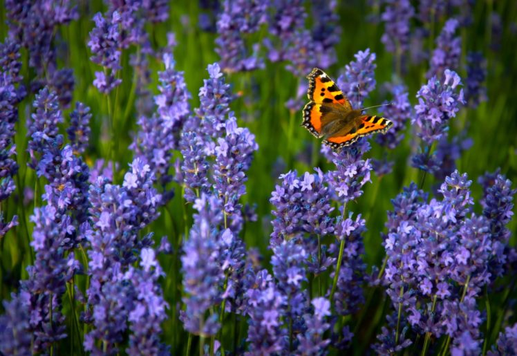 ordinary, Hives, Lavender, Butterfly HD Wallpaper Desktop Background