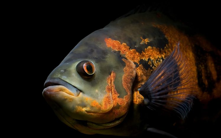 fish, Oscar HD Wallpaper Desktop Background