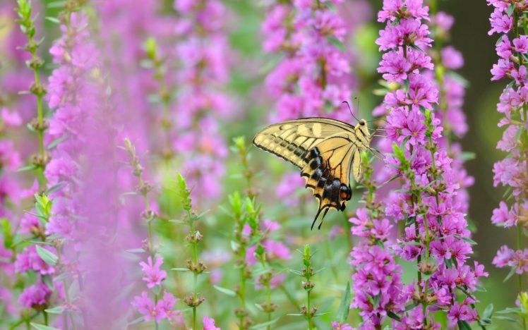 butterfly, Swallowtail, Flowers, Macro HD Wallpaper Desktop Background