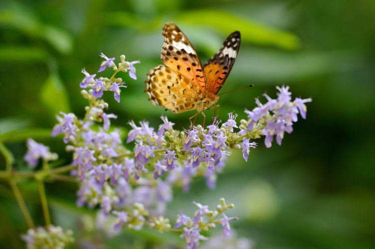 butterfly, Argyros, Flowers, Macro HD Wallpaper Desktop Background