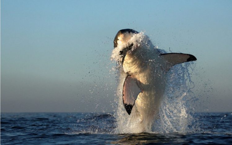 water, Jumping, Predators, Killer, Whales, Splashes HD Wallpaper Desktop Background