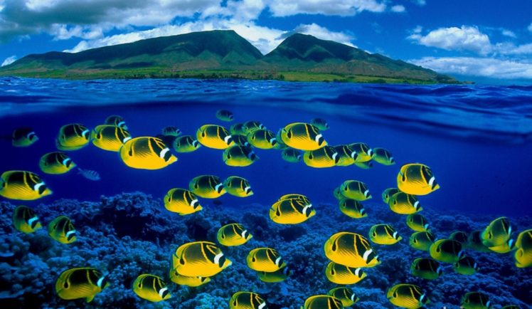 animal, Fish, Tropical, Underwater, Ocean, Bokeh HD Wallpaper Desktop Background