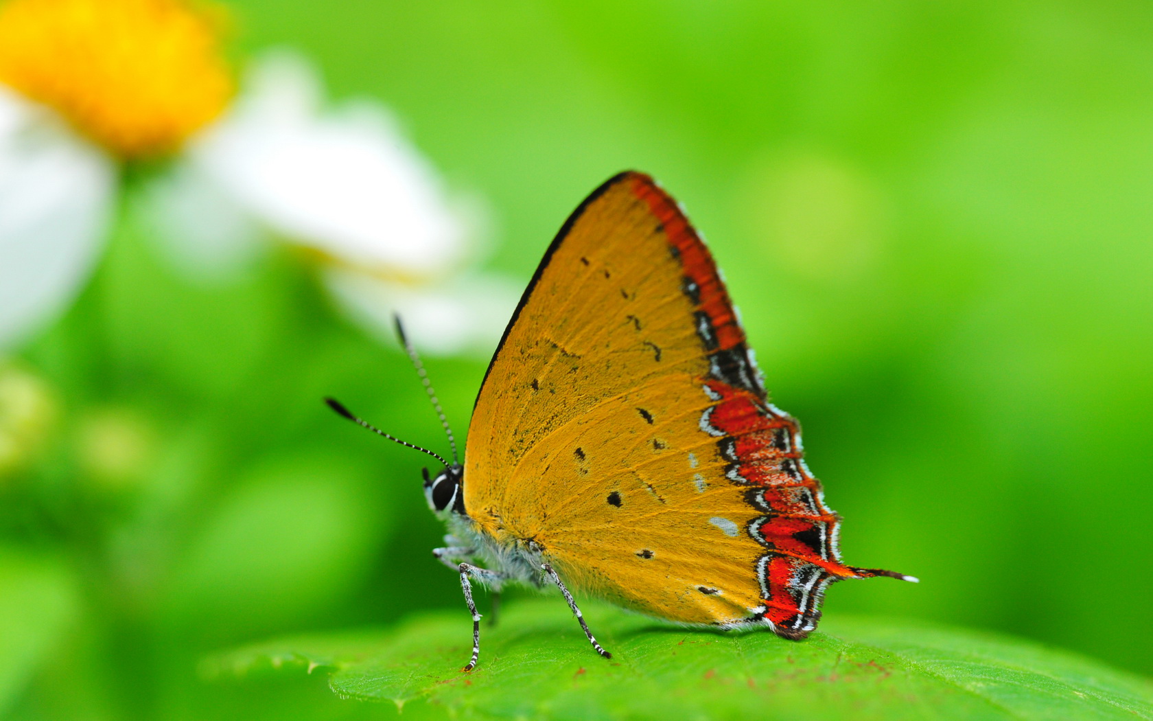butterfly Wallpaper