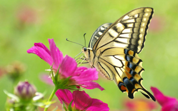 butterfly HD Wallpaper Desktop Background