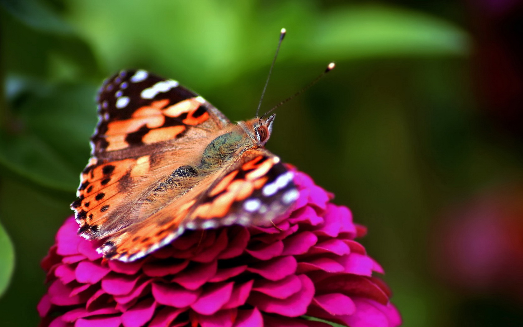 butterfly Wallpaper