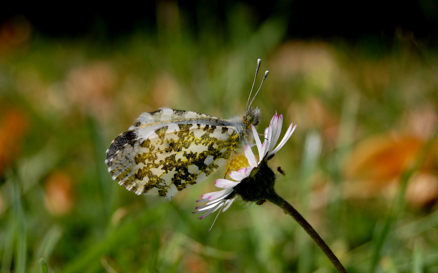 butterfly Wallpaper