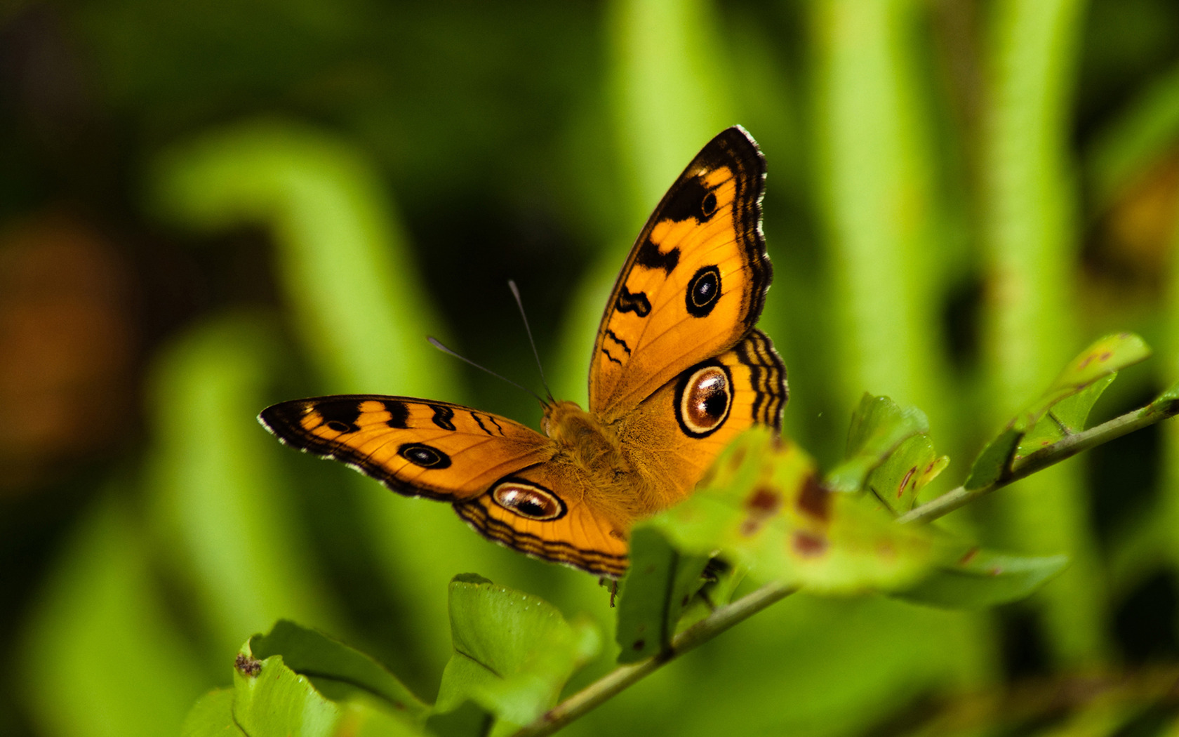 butterfly Wallpaper