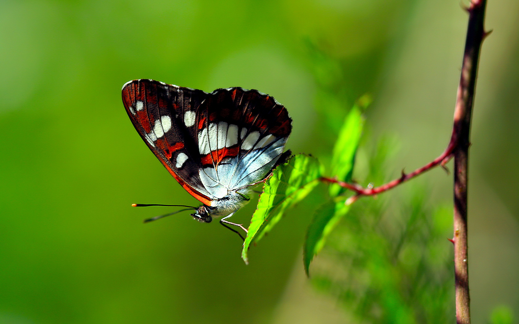butterfly Wallpaper