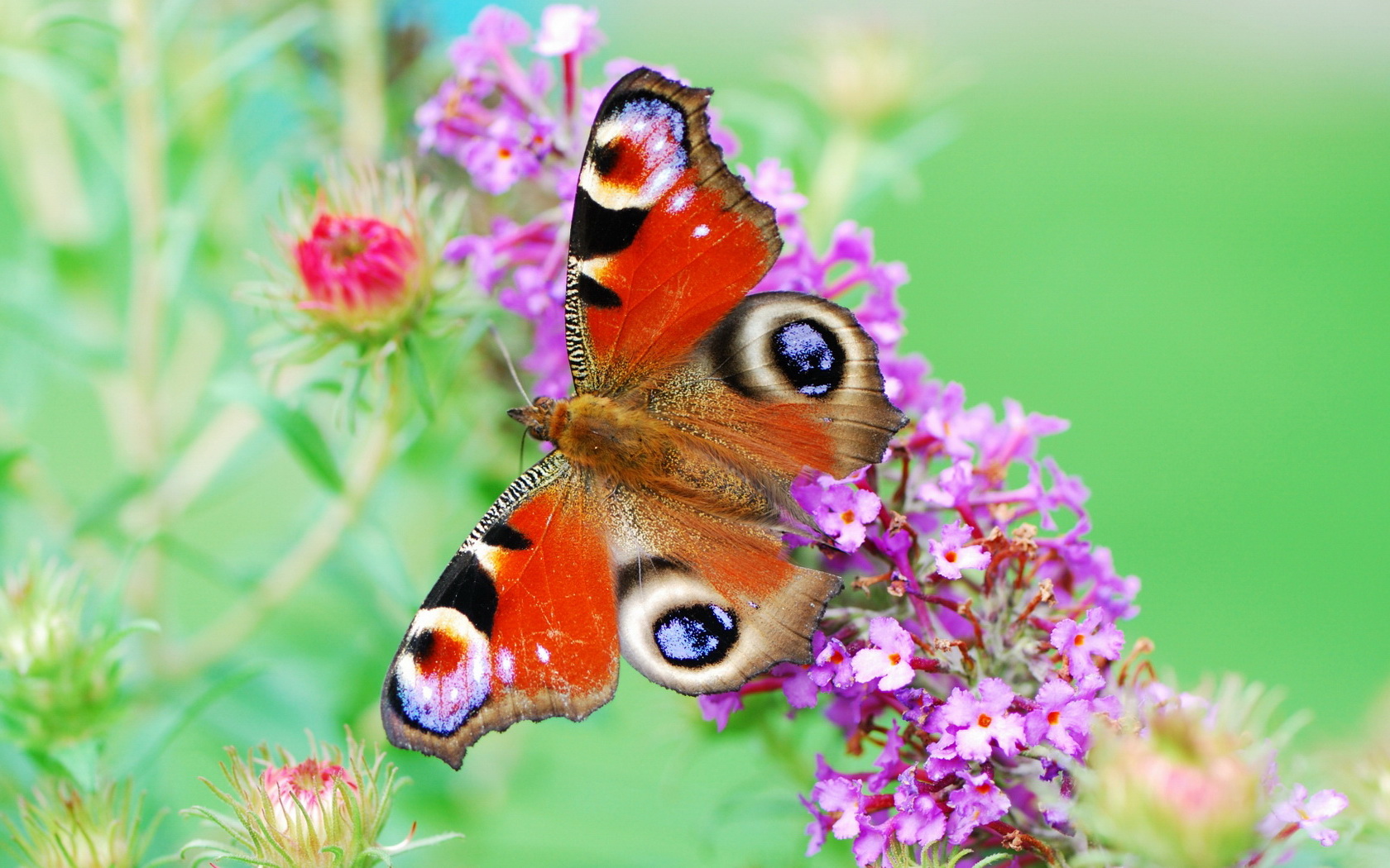 butterfly Wallpaper