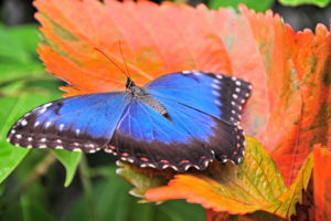 blue, Butterfly