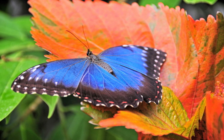 blue, Butterfly HD Wallpaper Desktop Background
