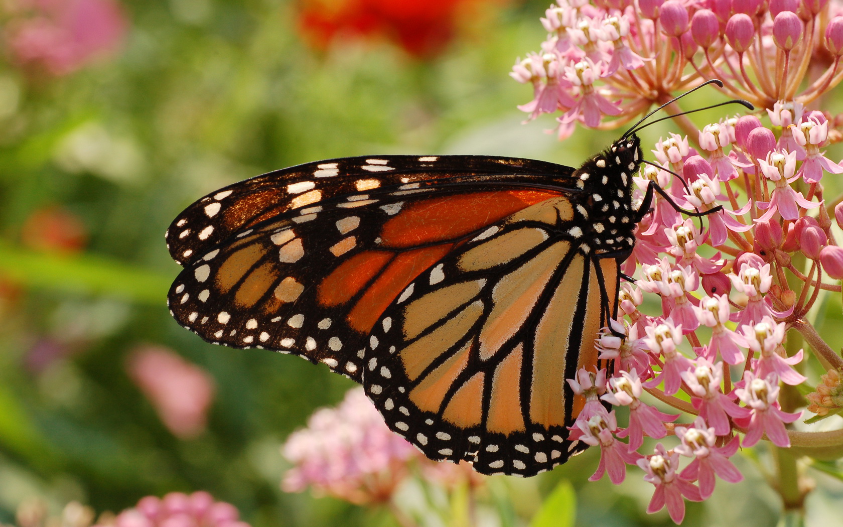 butterfly Wallpaper