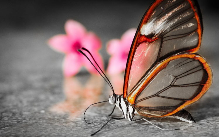Butterfly Wallpapers Hd Desktop And Mobile Backgrounds