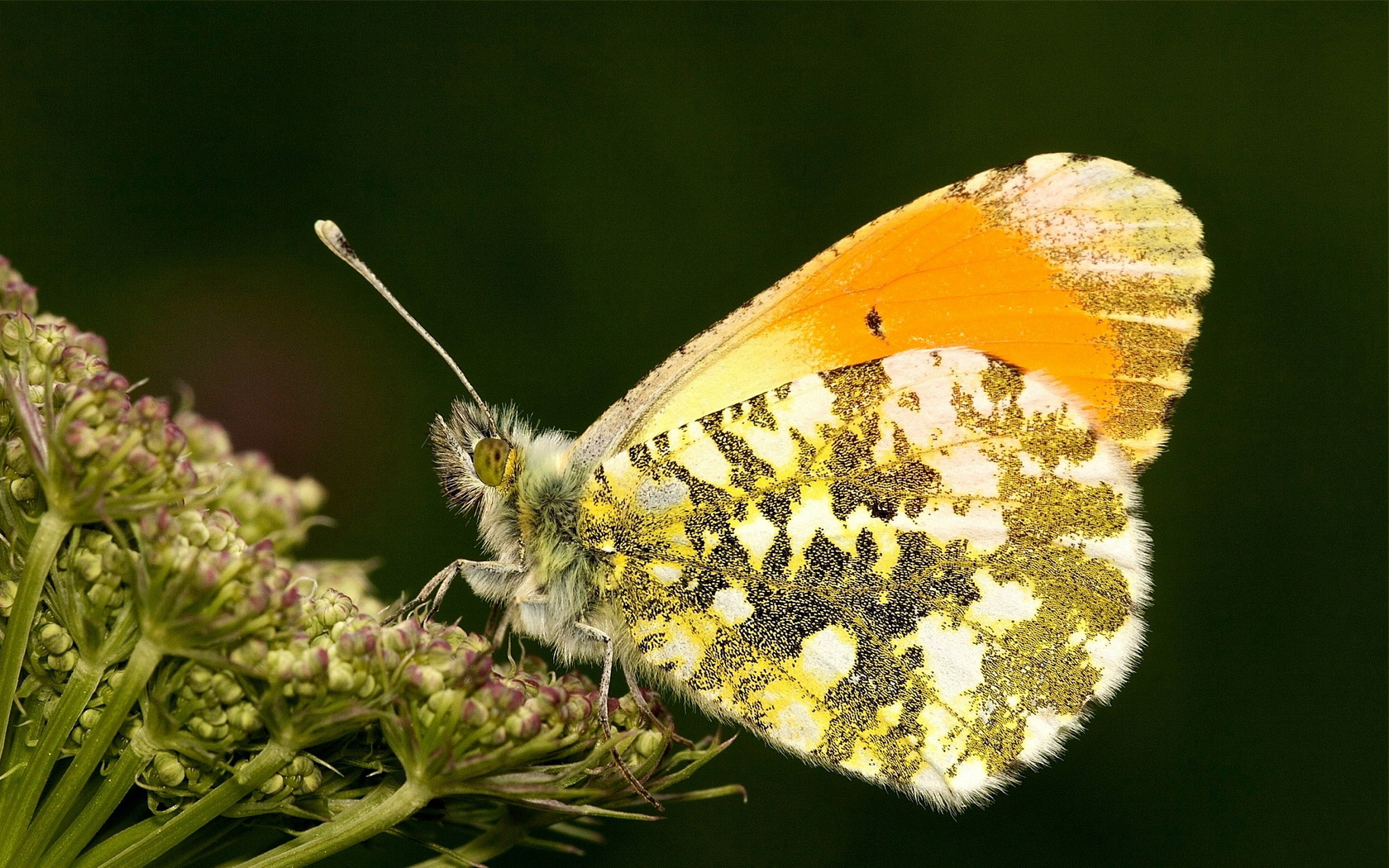 butterfly Wallpaper