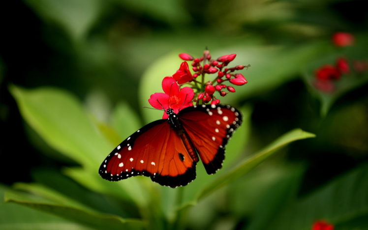red, Butterfly HD Wallpaper Desktop Background