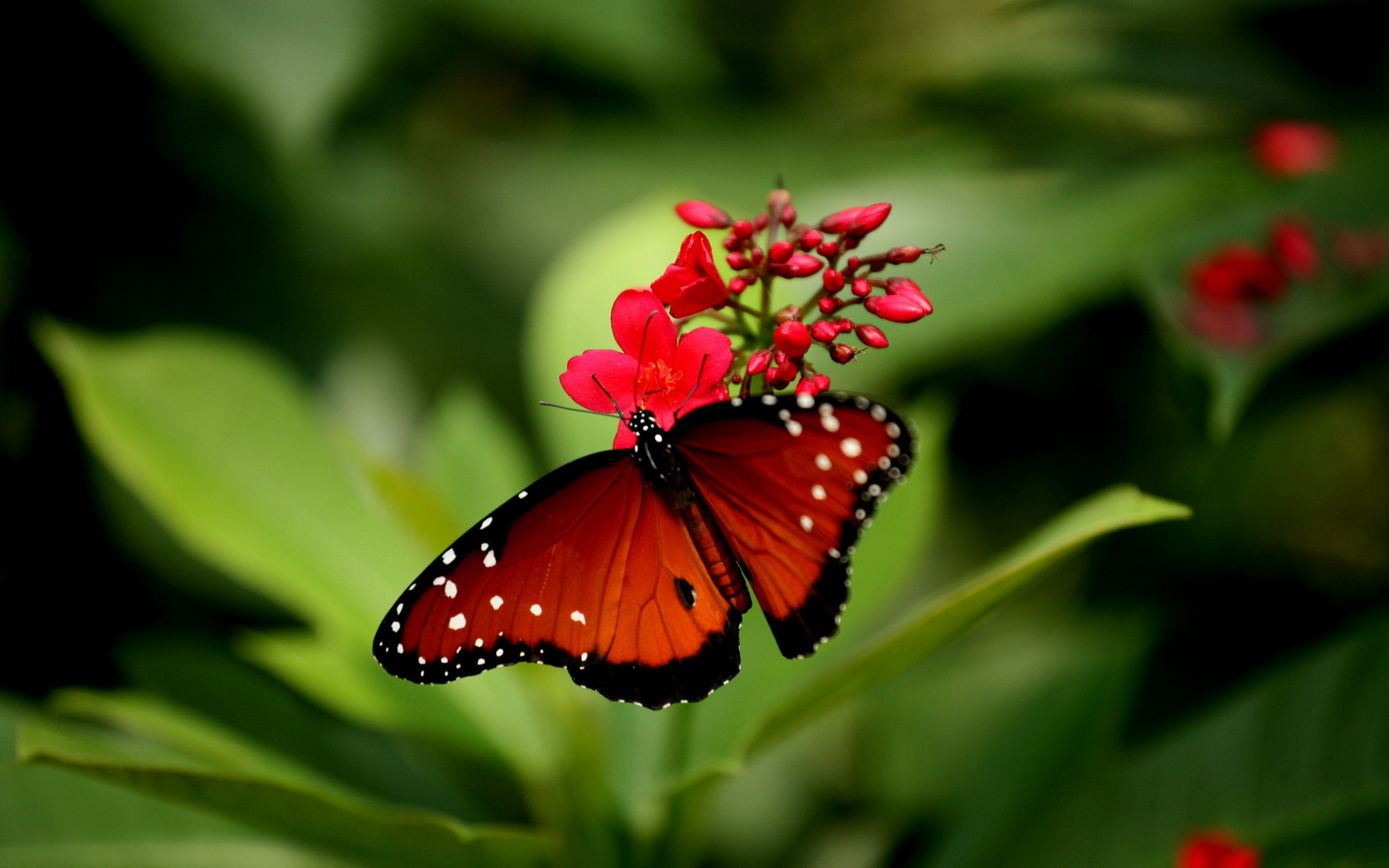 red, Butterfly Wallpaper
