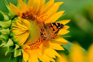 yellow, Butterfly