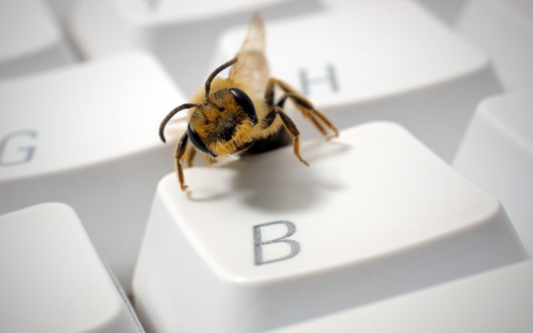 bee HD Wallpaper Desktop Background