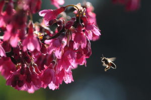 bee, Flowers