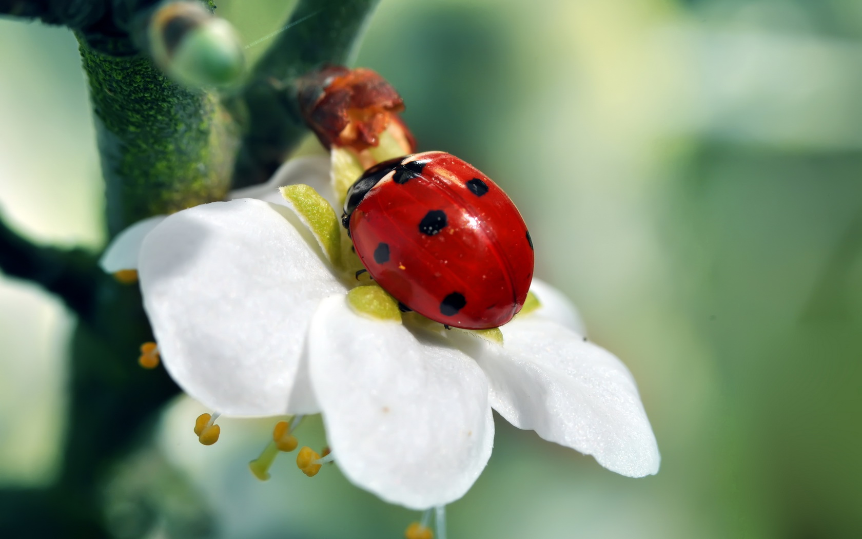 ladybird Wallpaper