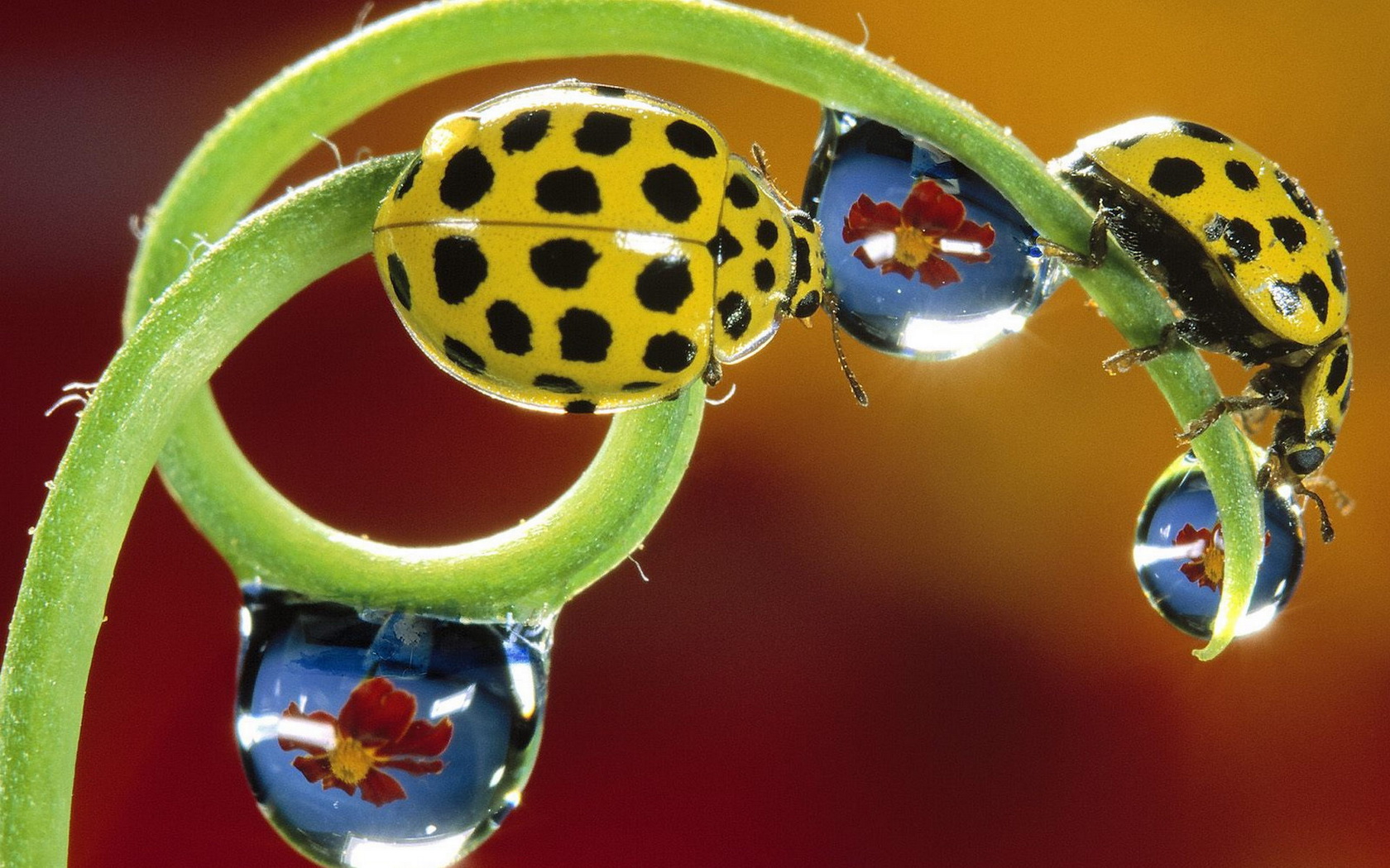 ladybird Wallpaper