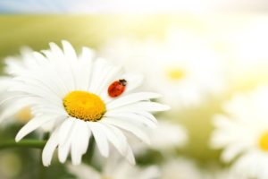 nature, Flowers, Summer, Daisy, Ladybirds