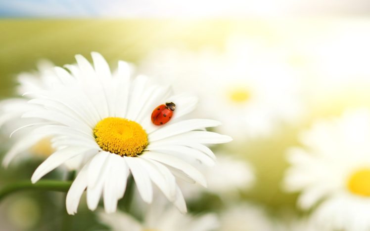 nature, Flowers, Summer, Daisy, Ladybirds HD Wallpaper Desktop Background