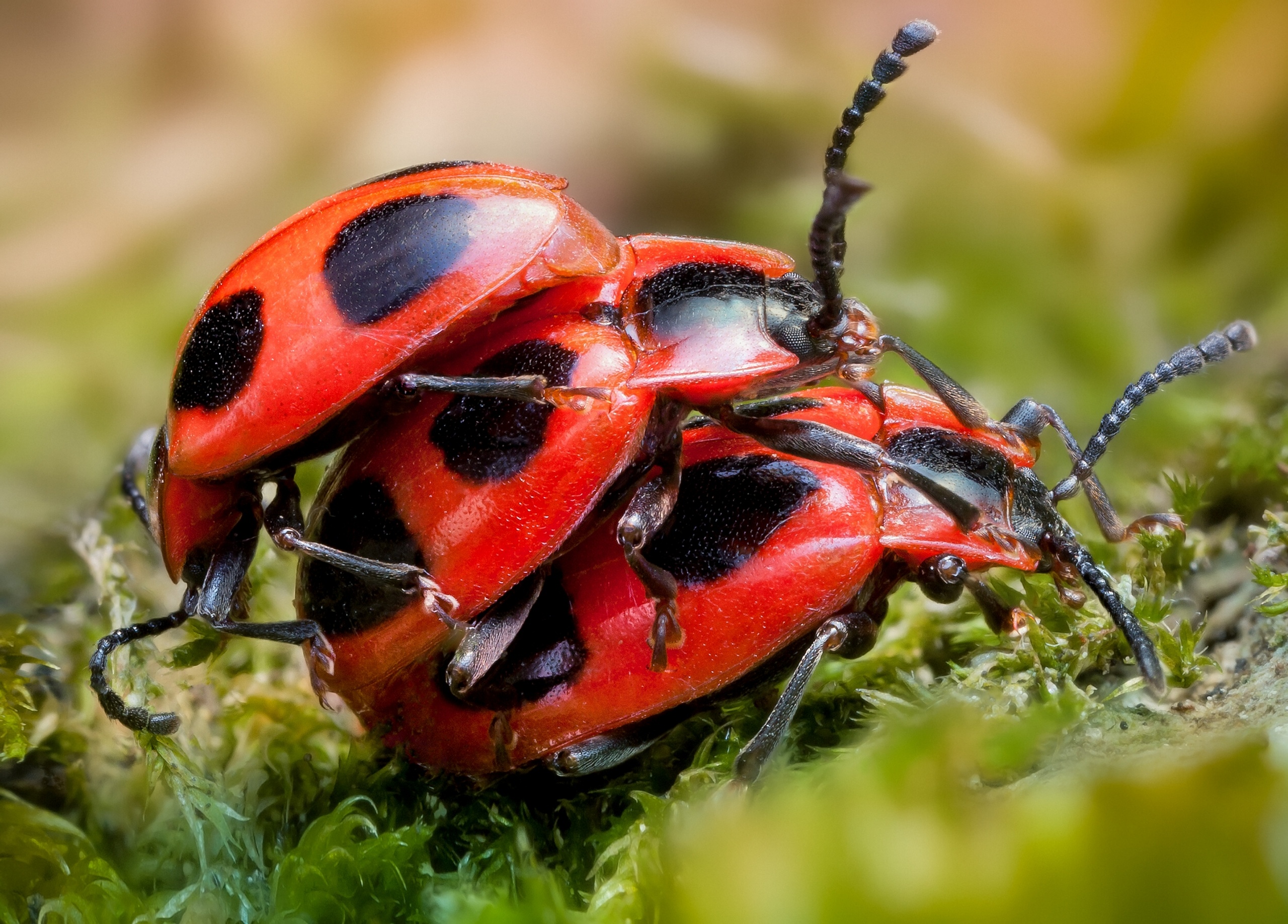 plesneedy, Beetles, Close up Wallpaper