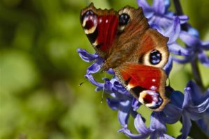 peacock, Flower, Hyacinth, Close, Up, Butterfly, Bokeh