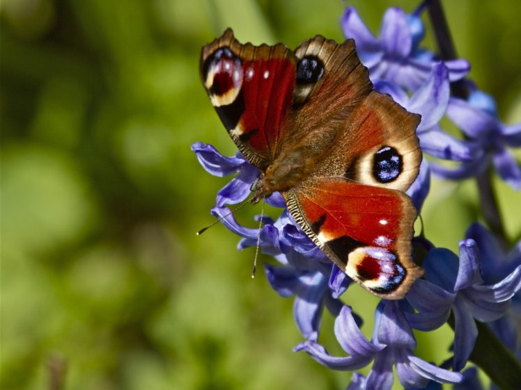 peacock, Flower, Hyacinth, Close, Up, Butterfly, Bokeh HD Wallpaper Desktop Background