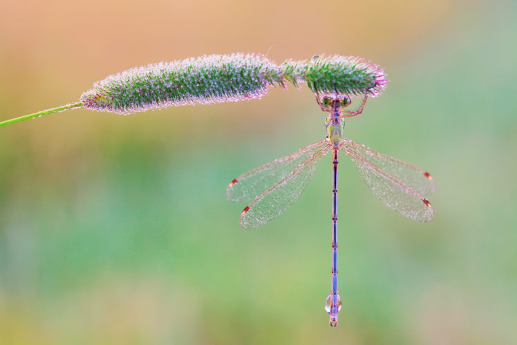macro, Dragonfly, Grass, Dew, Drops, Morning HD Wallpaper Desktop Background
