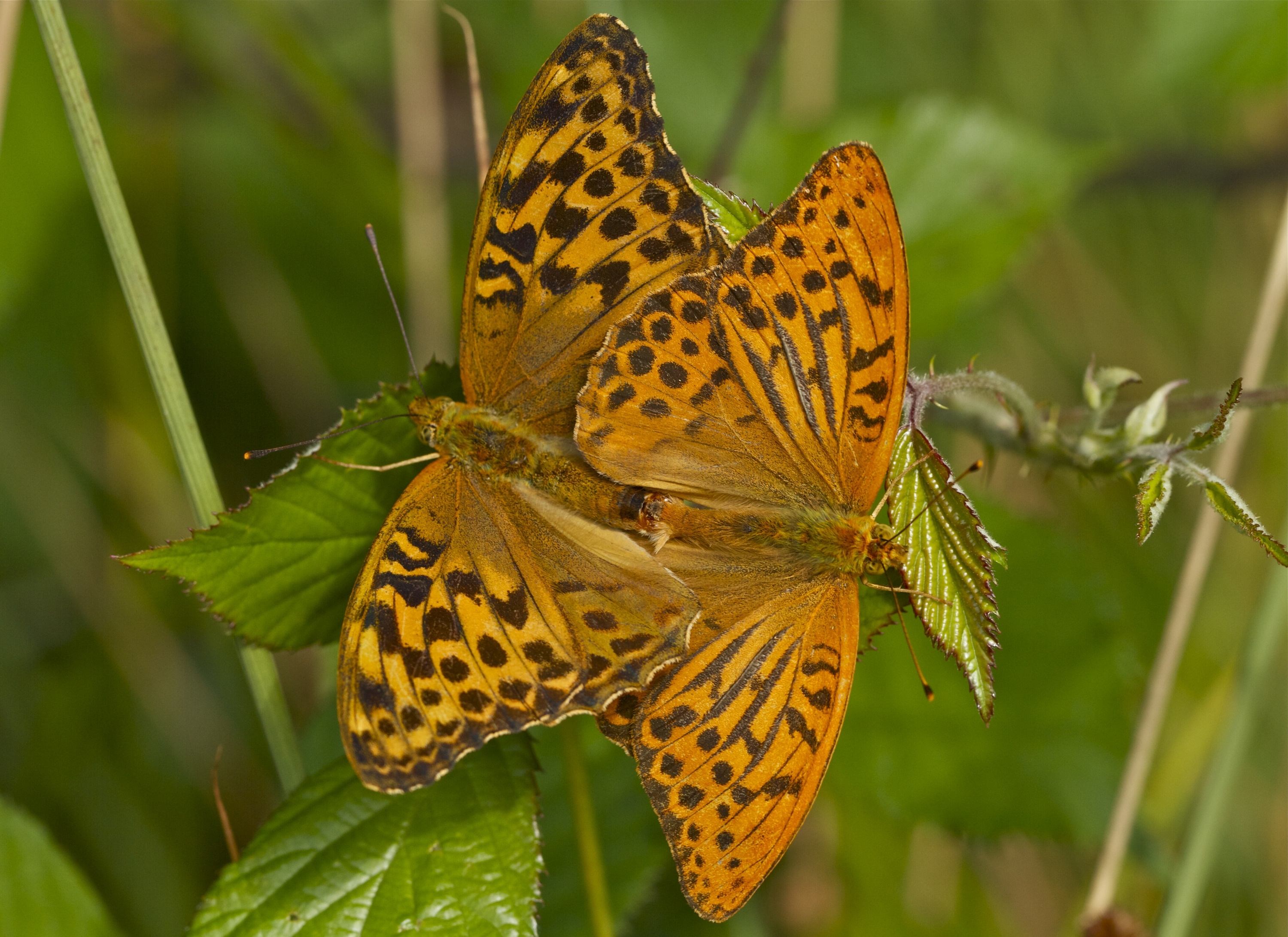 perlamutrovka, Red, Butterflies, Leaves, Close up, Couple Wallpaper