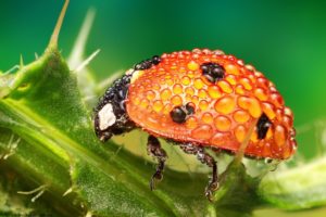 insects, Nature, Macro, Drops, Ladybug
