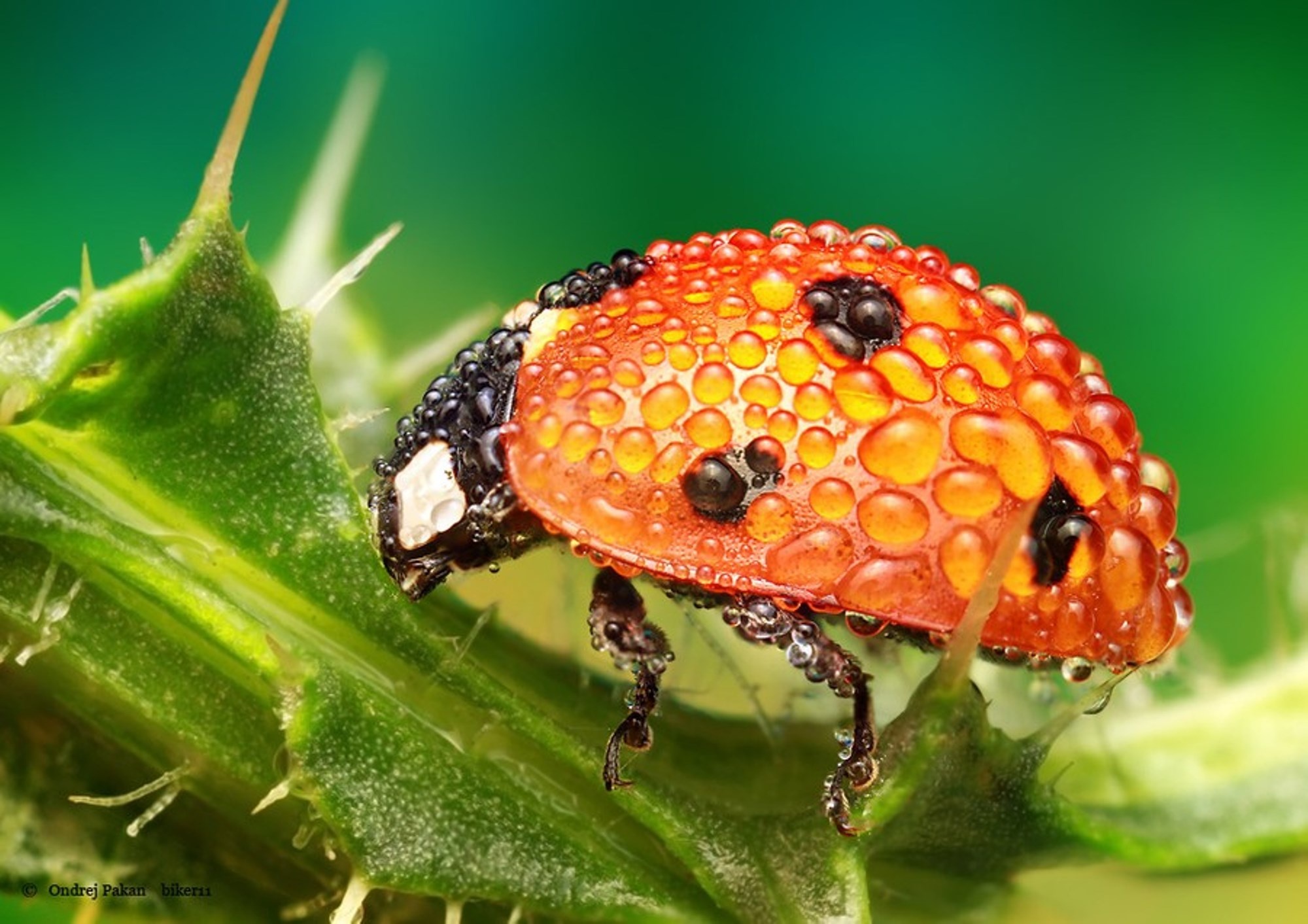 insects, Nature, Macro, Drops, Ladybug Wallpaper