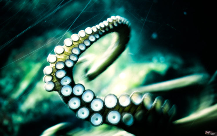 octopus, Tentacle HD Wallpaper Desktop Background