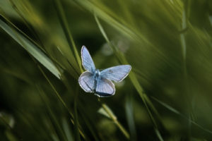 light, Blue, Butterfly