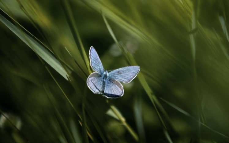 light, Blue, Butterfly Wallpapers HD / Desktop and Mobile Backgrounds