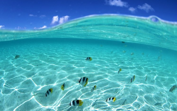 ocean, Fish, Shore HD Wallpaper Desktop Background