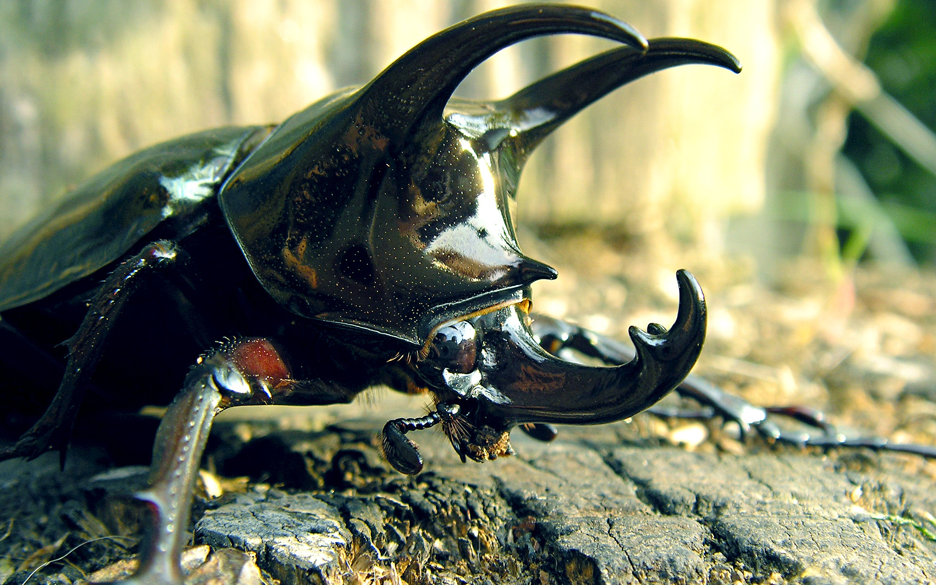 insects, Beetles Wallpaper