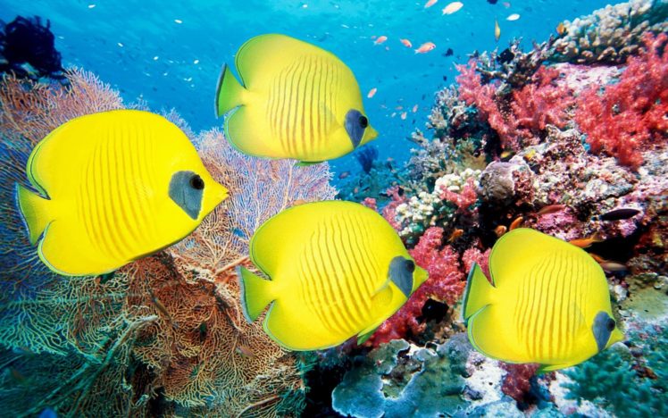 coral, Reef, Fish HD Wallpaper Desktop Background