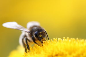 bee, Flower