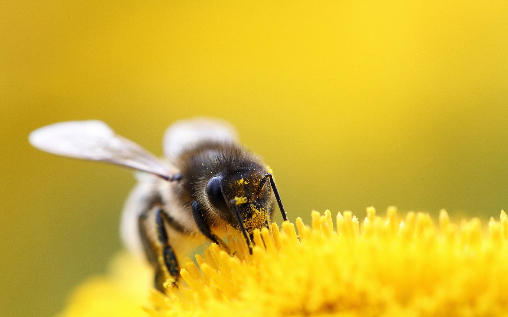 bee, Flower Wallpaper