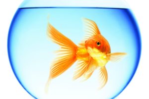 goldfish, Swimming, Aquarium, Round, Water, Reflection, White, Background