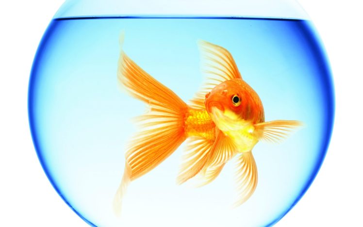 goldfish, Swimming, Aquarium, Round, Water, Reflection, White, Background HD Wallpaper Desktop Background