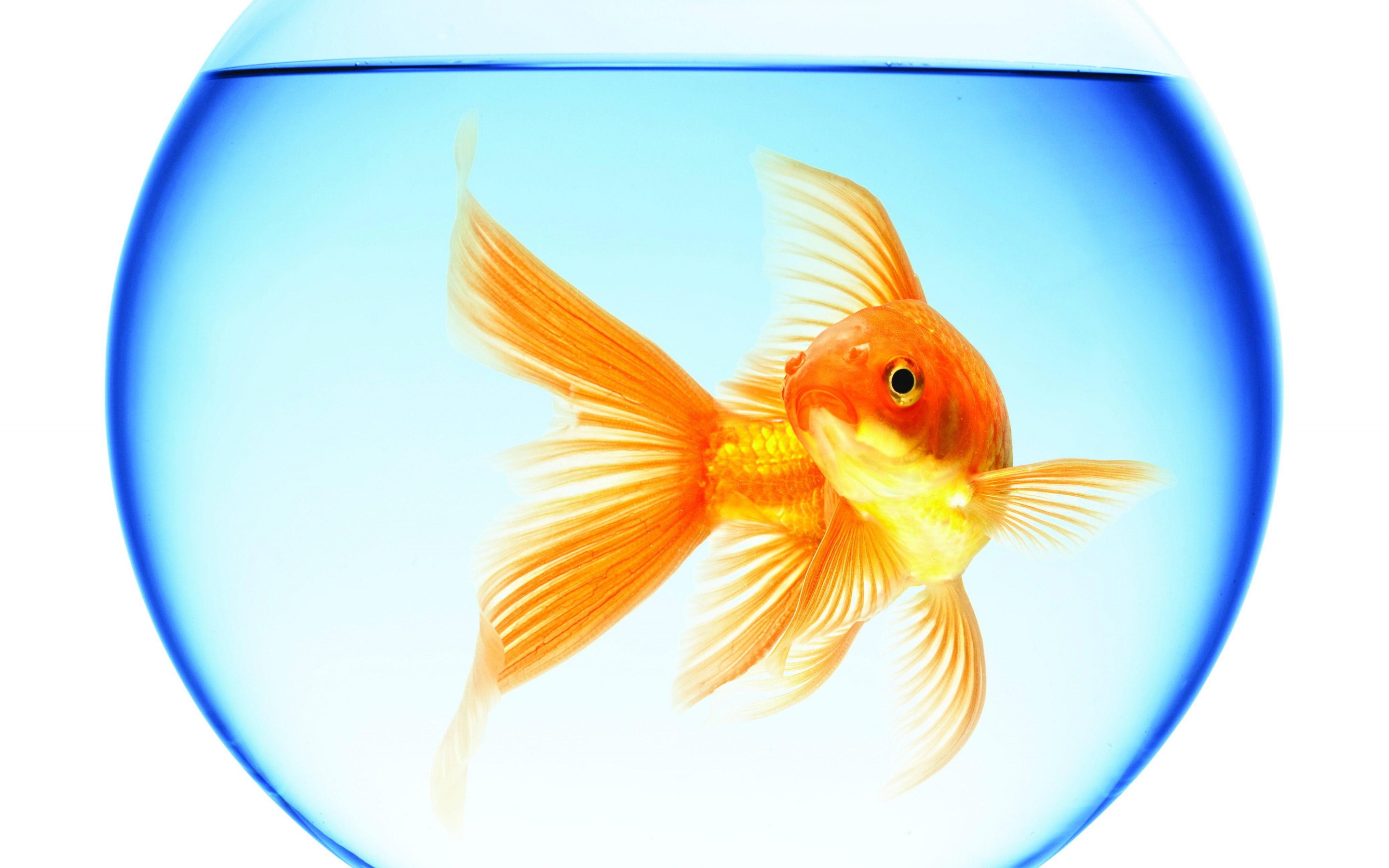 goldfish, Swimming, Aquarium, Round, Water, Reflection, White, Background Wallpaper