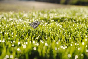 nature, Butterfly, Grass, Macro