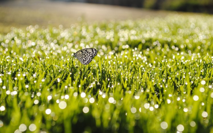 nature, Butterfly, Grass, Macro HD Wallpaper Desktop Background