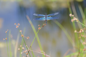 dragonfly, Bokeh, Wings, Macro
